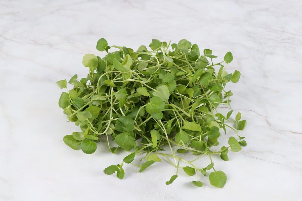 Antihistamin Watercress