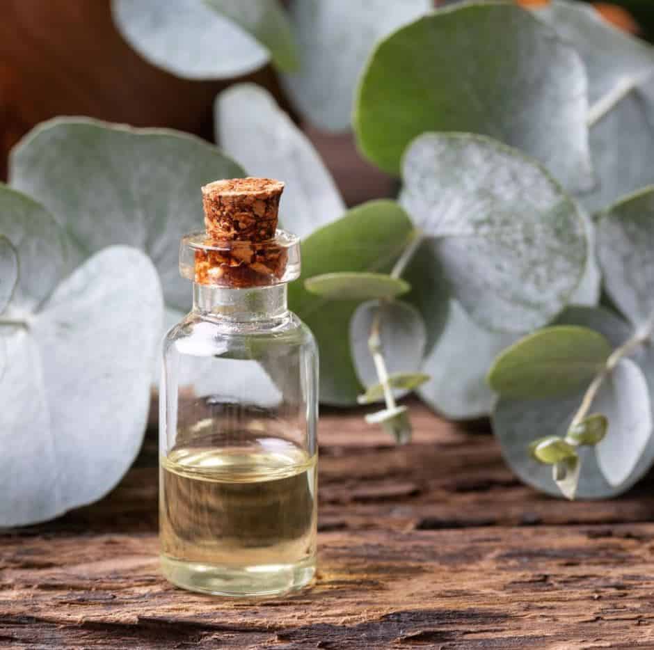 Eucalyptus Essential Oil